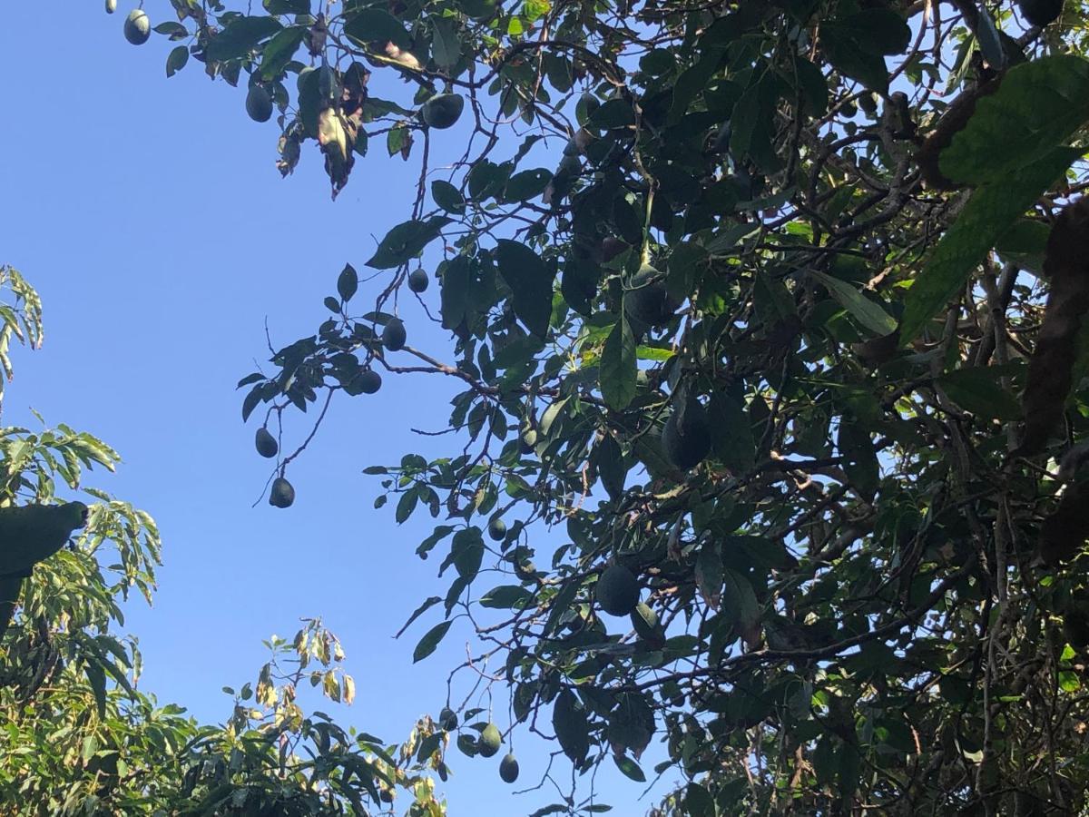 阿格特Casa Camino Tamadaba公寓 外观 照片