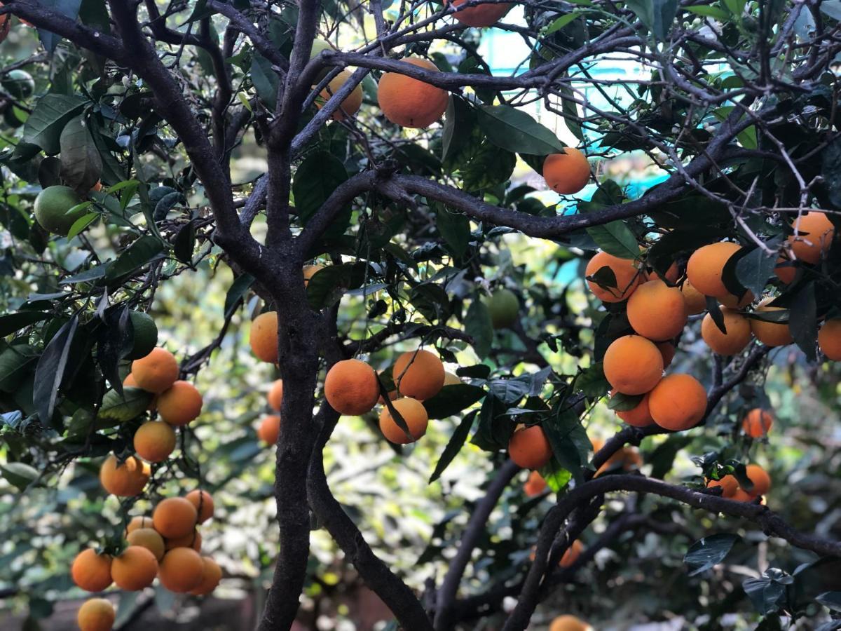 阿格特Casa Camino Tamadaba公寓 外观 照片